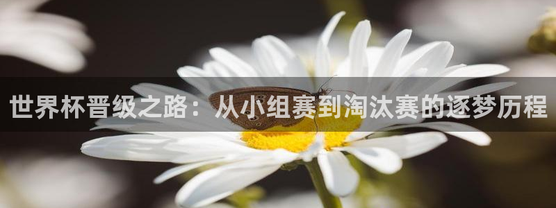 世界杯2026预选赛：世界杯晋级之路：从小组赛到淘汰赛的逐梦历程